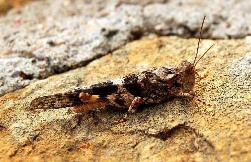 ort_grasshopper023.JPG