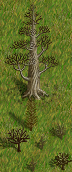 dead-great-tree2-drygrass.png