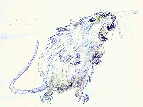 rat-sketch.jpg