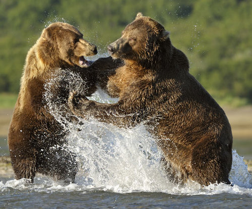 grizzly-bears-fighting-wallpaper-1.jpg