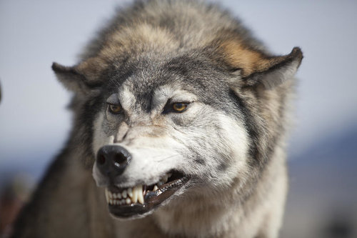 wolf-snarl-debbie-hamilton.jpg