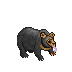 sun-bear.png