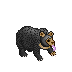 sloth-bear.png