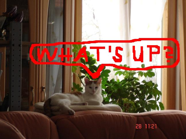 My cat Whiskey.