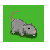 rat background.png