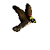 falcon-lev2.png