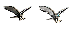 Falcons3.png