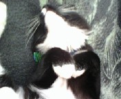 Behold the fuzzy sleeping bunny cat of dooooooom!
