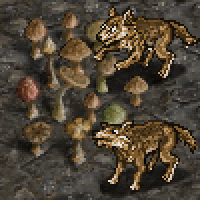 wolves-feeding.png