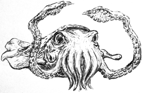 kraken not sad.png