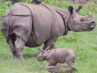 rhinoceros-nepal-2008.jpg
