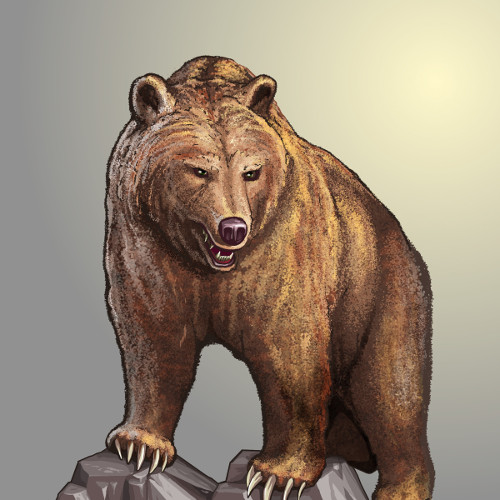 bear.jpg