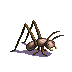 cave_cricket.png