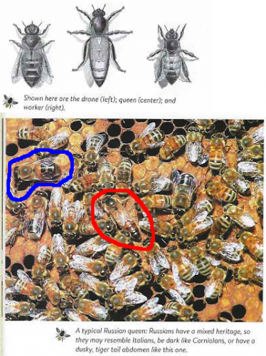 Queen marked with red, drone with blue, but only one drone is marked.